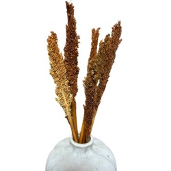 Bunch of Cantal Grass x 6 - Rust