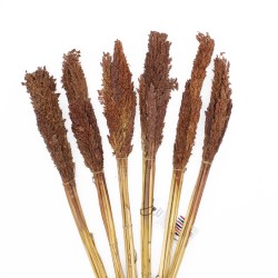 Bunch of Cantal Grass x 6 - Chocolate