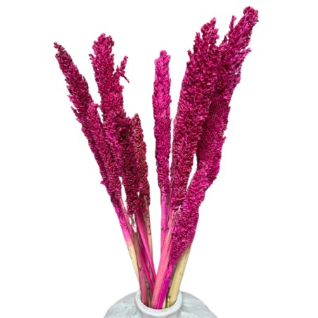 Manojo de hierba de Cantal - Rosa - 1 unidad