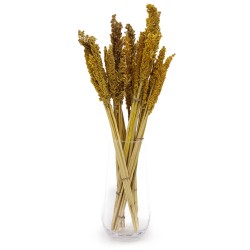 Cantal Grass Bundle - Amber