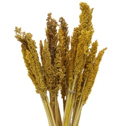 Cantal Grass Bundle - Amber