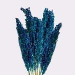 Bunch of Cantal Grass x 6 - Blue