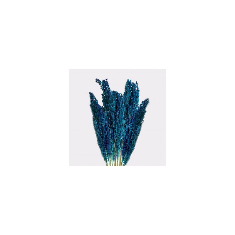 Bunch of Cantal Grass x 6 - Blue-BUNCH OF CANTAL HERBS-HOSTENATURA