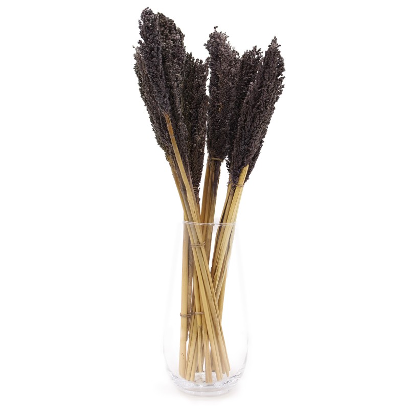 Bundle of Cantal Grass x 6 - Black-BUNCH OF CANTAL HERBS-HOSTENATURA