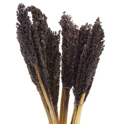 Bundle of Cantal Grass x 6 - Black