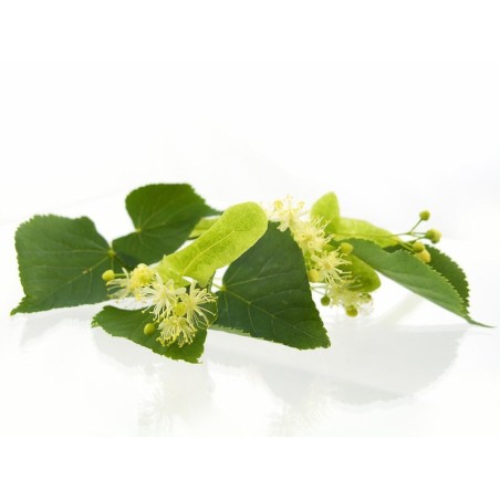 Árbole de Té - Verde - Aromaterapia Barra 2Kg