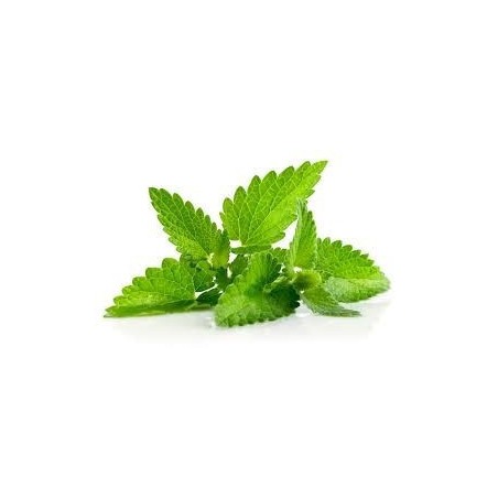 Minze - hellgrün -Aromatherapie-Riegel 2Kg