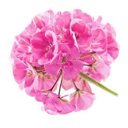 Geranium - Aromatherapiereep 2Kg