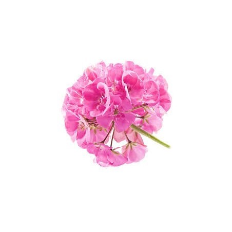 Geranio - Barretta Aromaterapica 2Kg
