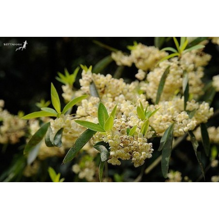 Maio Chang - Naranja - Aromaterapia Barra 2Kg
