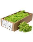 Reindeer moss for decoration - HOSTENATURA