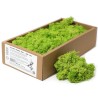 Reindeer Moss for Decoration