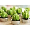 ESPELMES FORMA CACTUS