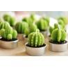 BOUGIES EN FORME DE CACTUS